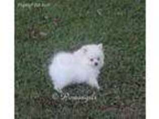 Pomeranian Puppy for sale in Columbus, MS, USA