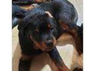 Rottweiler Puppy for sale in Norristown, PA, USA
