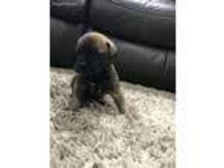 Bullmastiff Puppy for sale in Pittsburgh, PA, USA