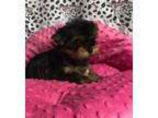 Yorkshire Terrier Puppy for sale in Spencer, MA, USA