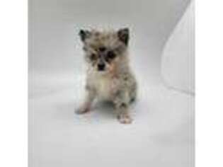 Pomeranian Puppy for sale in Terrell, TX, USA