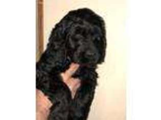 Goldendoodle Puppy for sale in Fall Creek, WI, USA