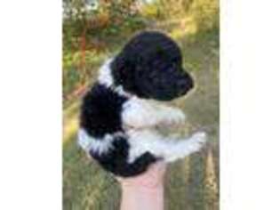 Mutt Puppy for sale in Jacksboro, TX, USA
