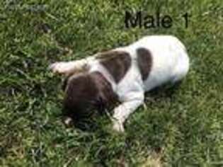 German Shorthaired Pointer Puppy for sale in Milroy, IN, USA