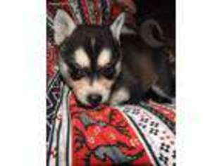 Alaskan Klee Kai Puppy for sale in Virginia Beach, VA, USA