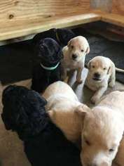 Labradoodle Puppy for sale in Plymouth, WI, USA