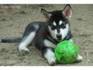 Alaskan Malamute Puppy for sale in Lyons, MI, USA