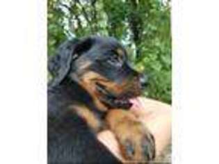 Rottweiler Puppy for sale in New Port Richey, FL, USA