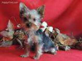 Yorkshire Terrier Puppy for sale in Berwick, IL, USA