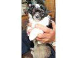 Poovanese Puppy for sale in Calhan, CO, USA