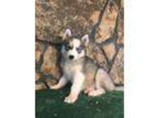 Siberian Husky Puppy for sale in Saint Elizabeth, MO, USA