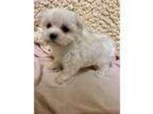 Maltese Puppy for sale in Sevierville, TN, USA