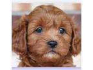 Cavapoo Puppy for sale in Plano, TX, USA