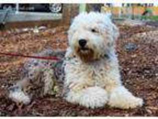 Old English Sheepdog Puppy for sale in Durham, NC, USA