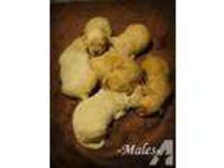 Goldendoodle Puppy for sale in SEATTLE, WA, USA