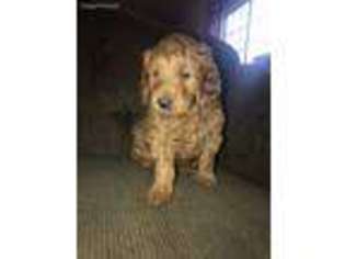 Goldendoodle Puppy for sale in Missoula, MT, USA