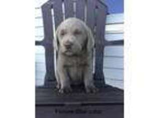 Labrador Retriever Puppy for sale in Hart, MI, USA