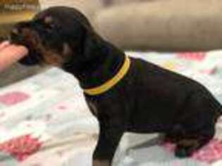 Doberman Pinscher Puppy for sale in Macungie, PA, USA