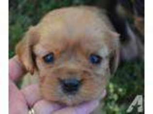 Cavalier King Charles Spaniel Puppy for sale in ENUMCLAW, WA, USA
