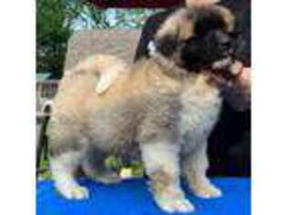 Akita Puppy for sale in Indianapolis, IN, USA