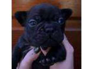 French Bulldog Puppy for sale in Ellwood City, PA, USA