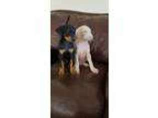 Doberman Pinscher Puppy for sale in Phoenix, AZ, USA