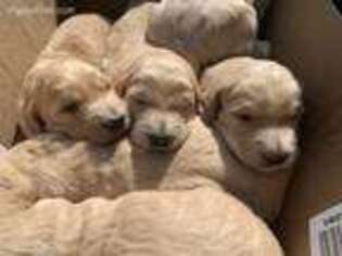 Goldendoodle Puppy for sale in Jackson, MS, USA