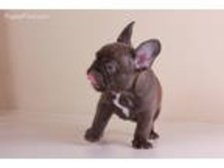 French Bulldog Puppy for sale in Ridgefield, WA, USA