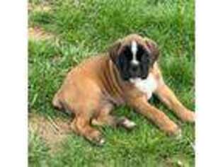 Boxer Puppy for sale in Red Boiling Springs, TN, USA
