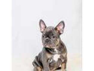 French Bulldog Puppy for sale in Barneston, NE, USA