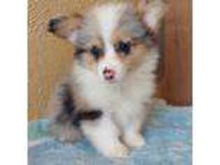 Cardigan Welsh Corgi Puppy for sale in Blakesburg, IA, USA