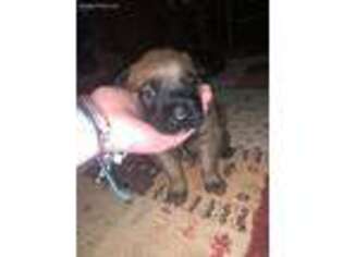 Belgian Malinois Puppy for sale in Rocky Mount, VA, USA