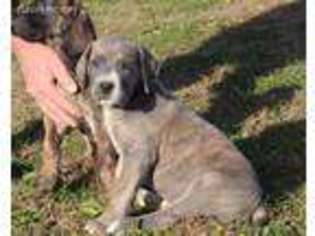 Great Dane Puppy for sale in Kingston, OH, USA