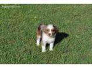 Miniature Australian Shepherd Puppy for sale in Rice, TX, USA