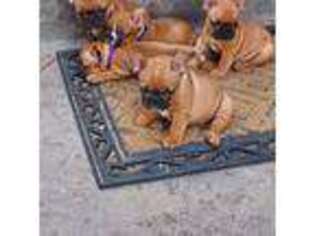 French Bulldog Puppy for sale in Pleasanton, KS, USA