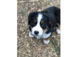 Bernese Mountain Dog Puppy for sale in Hillsville, VA, USA