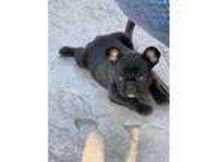French Bulldog Puppy for sale in Bixby, OK, USA