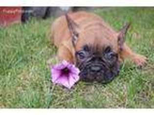 French Bulldog Puppy for sale in Machesney Park, IL, USA