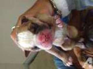Bulldog Puppy for sale in WATERBURY, CT, USA