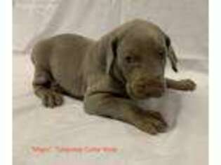 Weimaraner Puppy for sale in Norwood, NC, USA