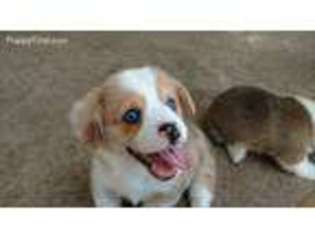 Pembroke Welsh Corgi Puppy for sale in Douglass, KS, USA