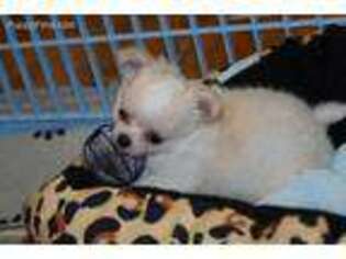 Chihuahua Puppy for sale in Evansville, IN, USA