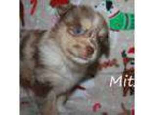 Miniature Australian Shepherd Puppy for sale in Godley, TX, USA