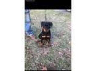 Rottweiler Puppy for sale in Middle Island, NY, USA