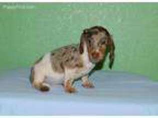 Dachshund Puppy for sale in Watts, OK, USA