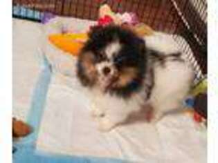 Pomeranian Puppy for sale in Calhoun, GA, USA