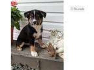 Australian Shepherd Puppy for sale in Evansville, IN, USA