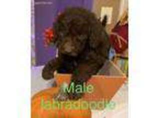 Labradoodle Puppy for sale in Coweta, OK, USA