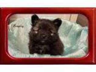 Pomeranian Puppy for sale in Titus, AL, USA