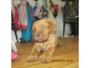 American Bull Dogue De Bordeaux Puppy for sale in Brunswick, OH, USA